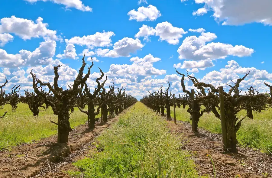 Rows of old head-trained Zinfandel vines in a Lodi vineyard